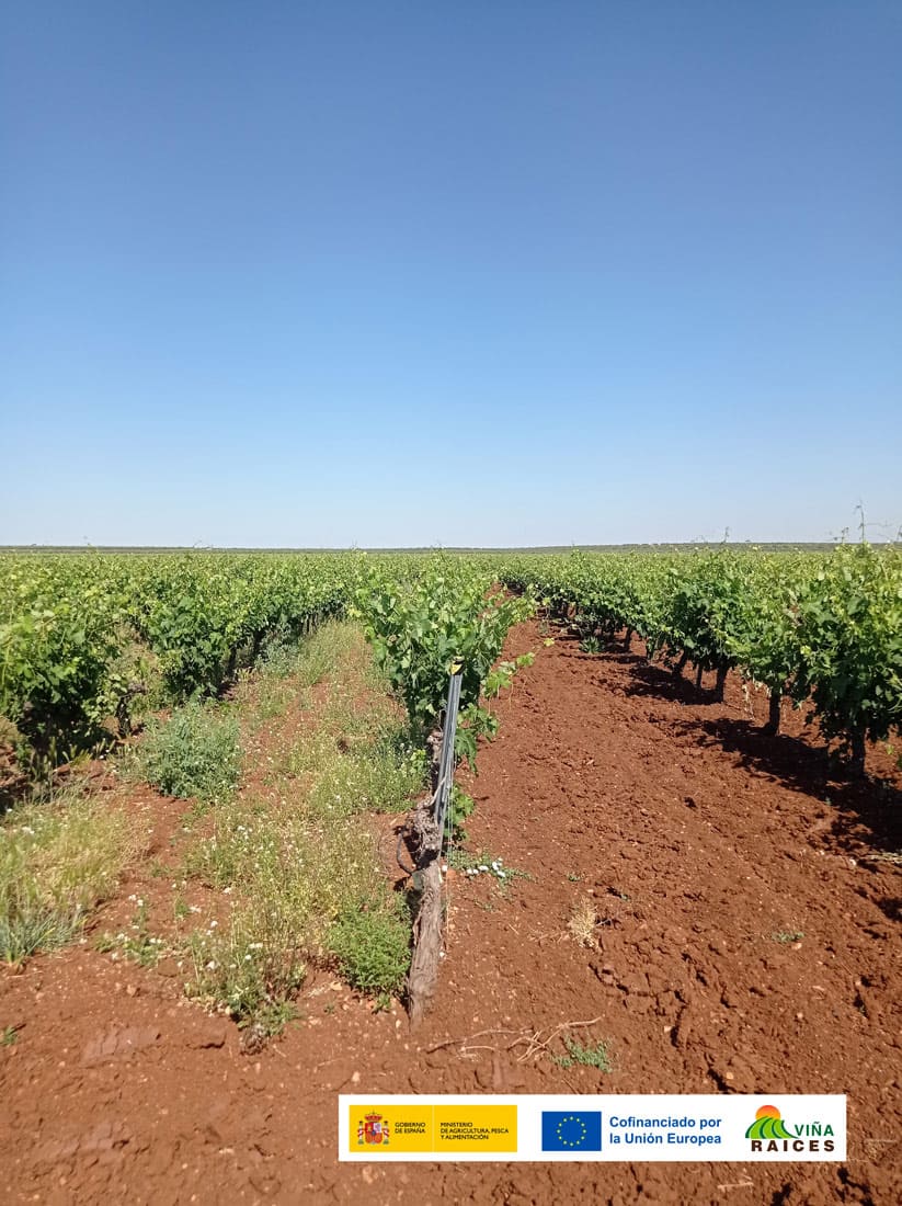 Demonstration Plot 02 GO VIÑA-RAICES