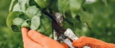 http://ricagroalimentacion.es/post/poda-de-verano-en-frutales-428909