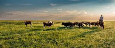 vacas