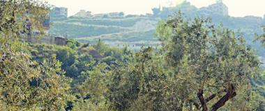 olivar