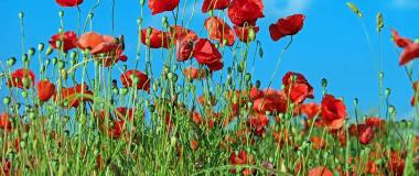 weed control