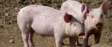 BIENESTAR ANIMAL EN EXPLOTACIONES GANADERAS PORCINAS