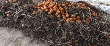 TANCANT EL CICLE: COMPOSTATGE DE RESTES VEGETALS