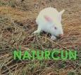 Logo GO Naturcun