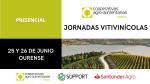 viñedo