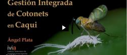 gestión integrada cotonets en caqui