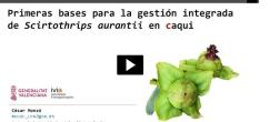 primeras bases para la gestión integrada de Scirtothrips