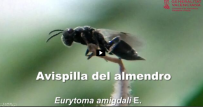 avispilla del almendro vídeo