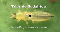 Scirtothrips aurantii